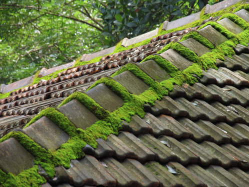 Démoussage de toiture à Nordheim